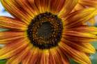 Sunflower varieties, New Mexico Art Print
